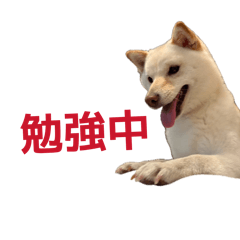 Neneko_20260806111729