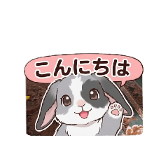 tontonmaru_20260806111816