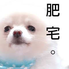 Fluffy Pomeranian Dangochan