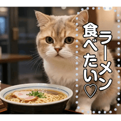深夜にラーメン食べる猫