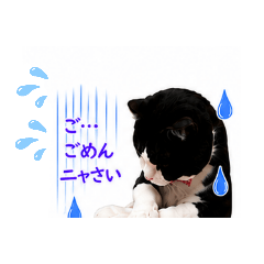 hachiware_20260806182621