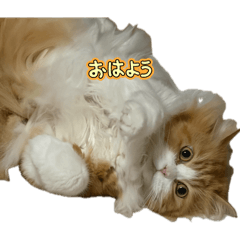 Rie_20260806182242
