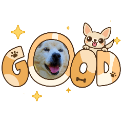 shina_dog