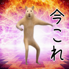 今これダンスハムスター