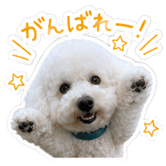 Cute Toy Poodle Photo Stickers