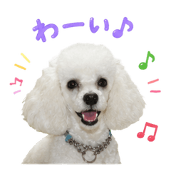 Cool & Cute Toy Poodle Photo Stickers