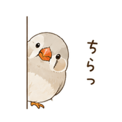Female zebra finches
