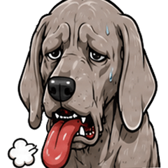 Wild Angry & Blue Weimaraner