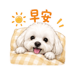 棉花糖犬的日常