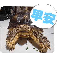 二歲蘇卡達點點Tortoise