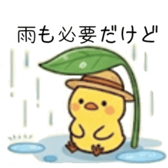 麦わらヒヨコ（夏）