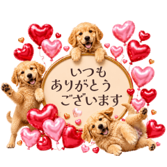 ゴールデン子犬★感謝の言葉ありがとう！