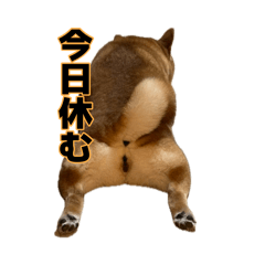 Komugi&Azuki_20260806193054