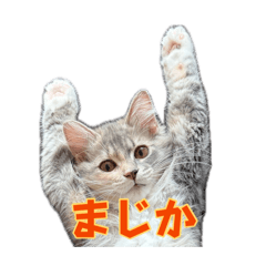 yuntz_20260806210511