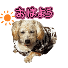 mi_nyan_20260806212310