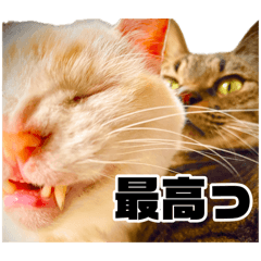 Sui_20260806233906