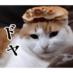 NEKO_20260806225117