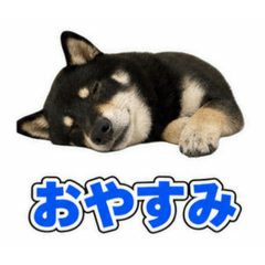 あちゃのコタ