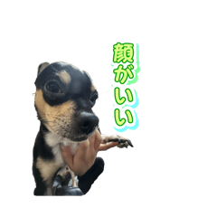 watasinoaikenntati