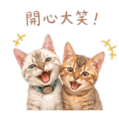Bengal cat -Cookie & Candy