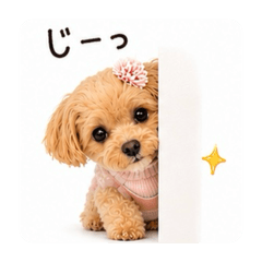 Maltipoo Coco chan