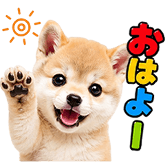 秒で返信♡ほんわか柴犬