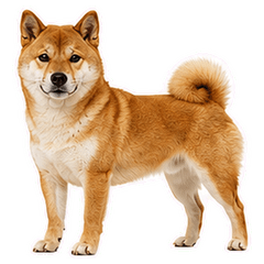 Photo-Real Shiba Inu-jp