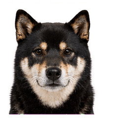 Photo-Real Black Shiba-jp