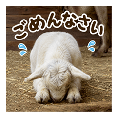 The Goats of Yoshigake Farm: Apologies