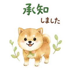 Timeless Fluffy Shiba