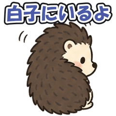 Shirako Chiba: Tsundere Hedgehog