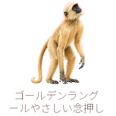 Gee Golden Langur Soft Reminder
