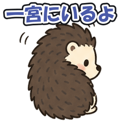 Ichinomiya Chiba: Tsundere Hedgehog
