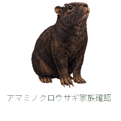 Amami Rabbit Family Check
