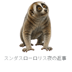 Sunda Slow Loris Night Reply