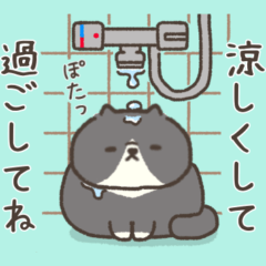 ☆とろけるネコの夏☆靴下猫☆ハチワレ１