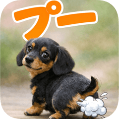 Miniature Dachshund np