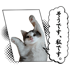 NEKO_20260806223801