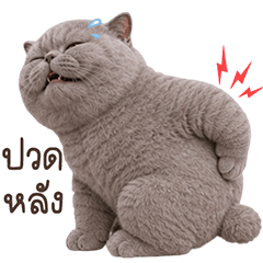 Grey Cat Lazy