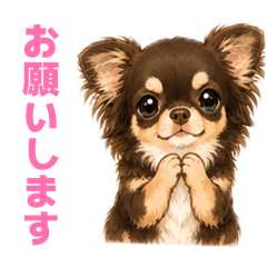 cocoa_20260807010729