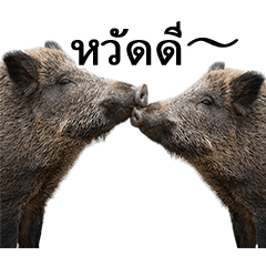 A boar that can be used forever (TH)