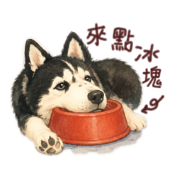 陽光小靚女：哈士奇胖哥回來啦！