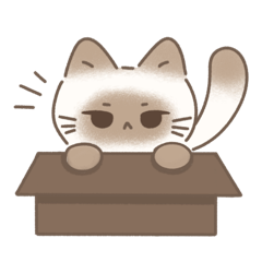 grumpy siamese
