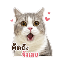 SAMCHAN FAT CAT