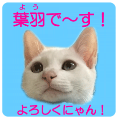 Sticker of cute cat YO