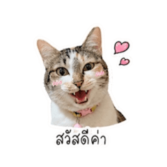 BBMcat