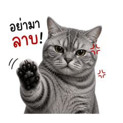 Tomatong_20260611161559