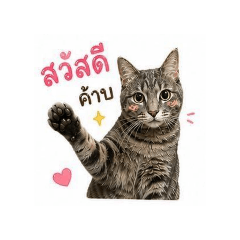 sigma pai_20260611170732