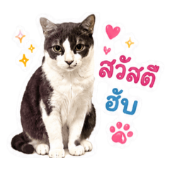 Amornrat_20260611174447