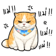 แมว